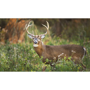 K635 WHITE-TAILED DEER AIM-1446101