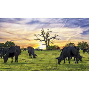 K613 ANGUS AIM-1446101