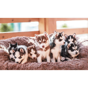 K615 HUSKIES AIM-1446101