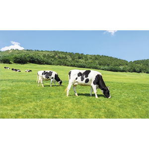 K611 HOLSTEINS AIM-1446101