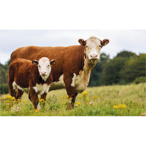 K612 HEREFORDS AIM-1446101