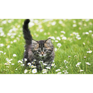 K616 KITTEN AIM-1446101