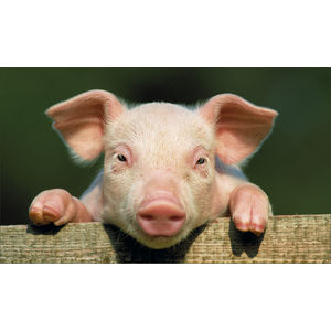 K614 PIGLET AIM-1446101