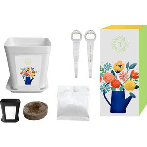 LAVENDER AIM-1452601