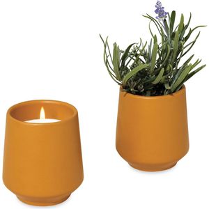 Mustard/Lavender AIM-1746566